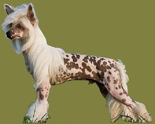 Стрижка китайской хохлатой голой собаки